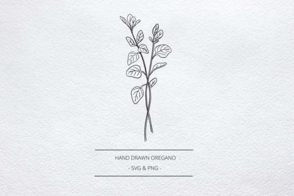 Download Oregano Herb SVG, Hand Drawn Line Art - Line art Collection